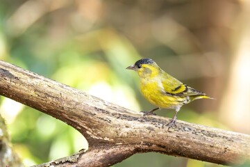 Fototapeta premium お気に入りの枝でくつろぐマヒワ オス