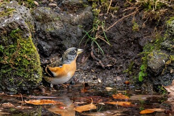 周囲を警戒しながら水を飲むアトリ オス