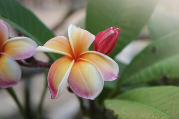 Beautiful Plumeria Rubra orange flower. - Powered by Adobe