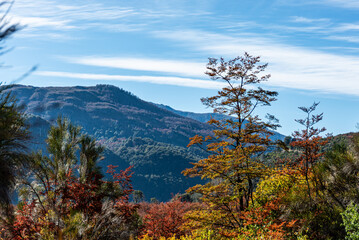 Autumn landscape of the Patagonian Andean forest in southern Argentina