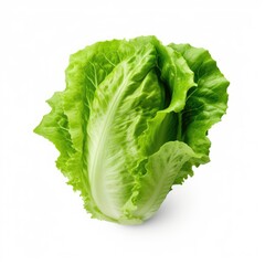 Close-up green lettuce isolated on a white background