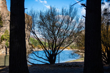 Silhouette of a Silver Willow, Salix Alba Sericea, between two big tree trunks on the banks of the Limay River in autumn. Bariloche, Rio Negro, Argentine Patagonia