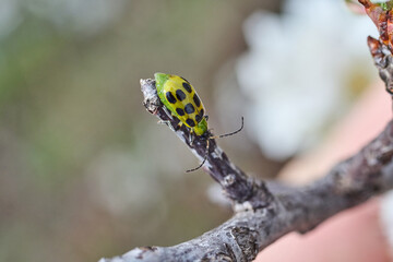 Spotted Cucumber Beetle on a Texas Wild Plum.