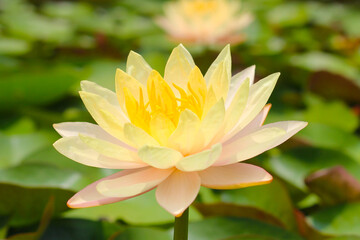 Yellow water lily flower blooming in pond