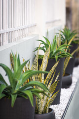 Agave and snake plant in black modern pot exterior wall