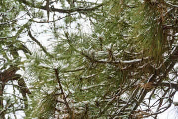 Pine trees covered with snow after a winter storm.