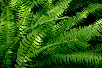 Nephrolepis exaltata, the sword fern or Boston. species of fern in family Lomariopsidaceae....