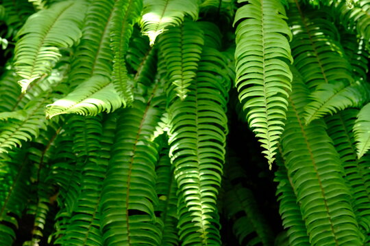 Nephrolepis exaltata, the sword fern or Boston. species of fern in family Lomariopsidaceae. greenery. 
