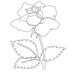 Abstract cosmos line drawing on white background. flower line drawing. Continuous line