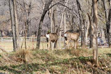 Naklejka na ściany i meble Pair of Mule deer walking through forest in Cloudcroft New Mexico.
