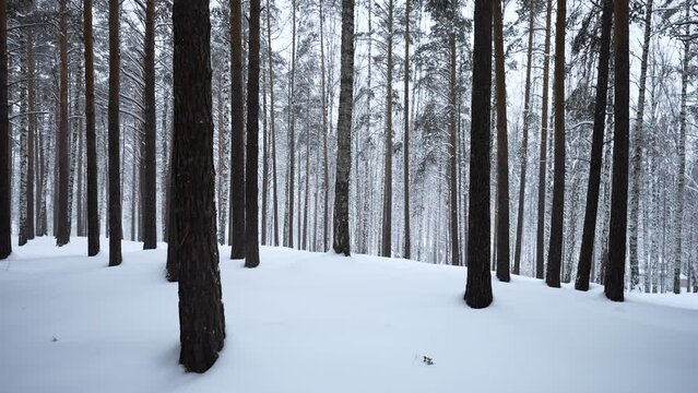 Beautiful scenery with snowy white forest In winter frosty day. Media. Amazing pine scenic view of park woods.