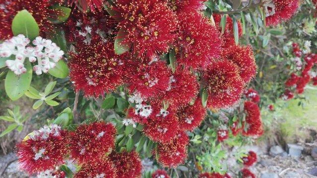 Aerial: pohutukawa tree in flower, Coromandel Peninsula, New Zealand.