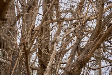 Eurasian Collard Dove camouflaged in the bare winter branches of a mulberry tree.