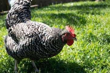 hen pecking in the grass