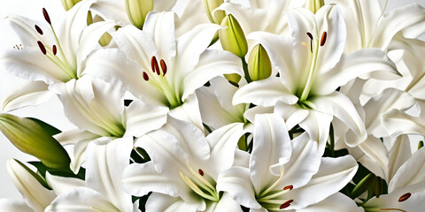 white flora petals background  | white lilies with green leaves background