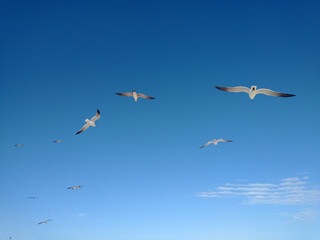 Fototapeta premium vuela