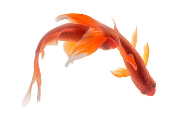 Koi fish isolated on the white background, clipping path included.