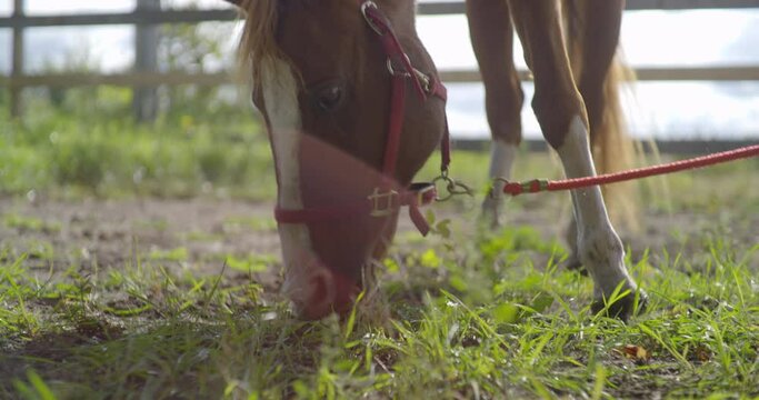 Horse eating grass quickly in the sun