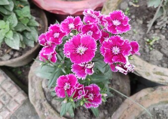 Fototapeta na wymiar Flower - Dianthus. Family - Caryophyllaceae. Color - Pink and White. Common names include carnation, pink and sweet william. Use - garden use and floristry, Native mainly to Europe and Asia.