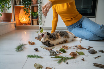 Woman playing with lazy cat using plants, stones, leaves on kitchen floor at home. Cat owner entertaining pet with nature materials to diversify leisure time. Caring domestic animals pets concept.