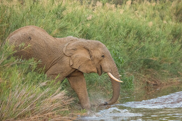 A bull elephant entering a river through tall reeds and down a steep bank for a drink in a South African Game Reserve.