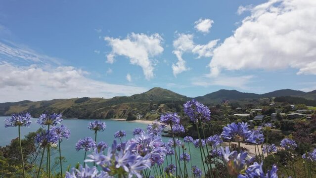 Calm ocean beach and flowers in summer. Waitete Bay, Coromandel Peninsula, New Zealand.