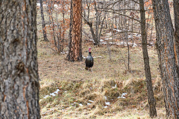 Black Wild Turkey Gobbler standing Alert in Pine Forest.