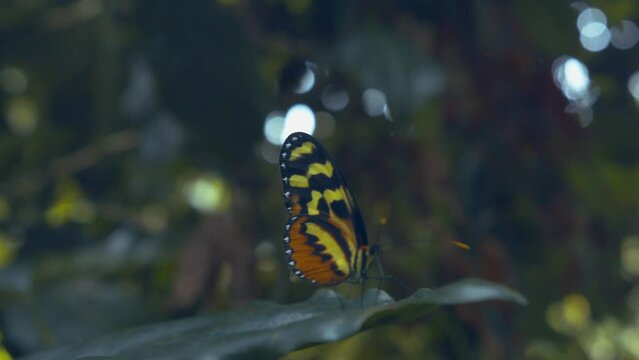 Butterfly perches delicately on leaf before spreading its wings to take off