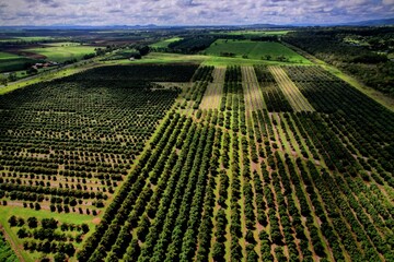 Aerial view of avocado farm  - obrazy, fototapety, plakaty