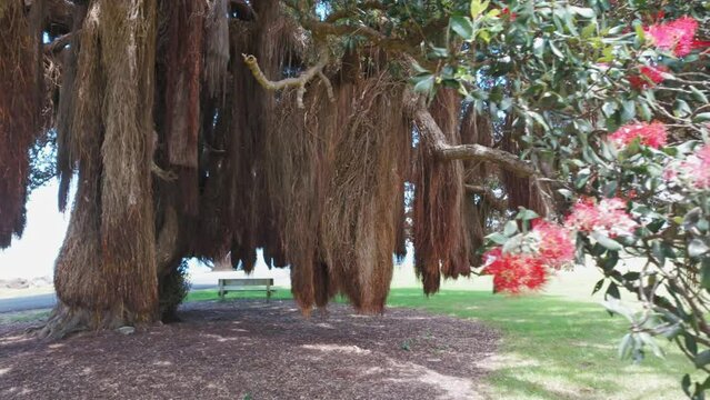 Aerial: Pohutukawa tree with hanging root branches from a tree, Coromandel Peninsula, New Zealand.