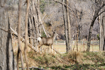 Alert lone young Mule deer walking in forest in Cloudcroft New Mexico