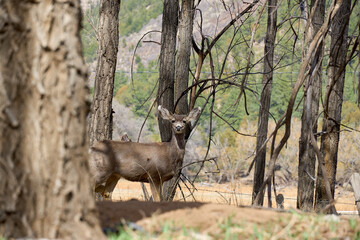 Alert lone young Mule deer walking in forest in Cloudcroft New Mexico