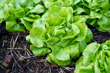 Garden, Healthy lettuce salad homemade Grow vegetables diet , veggie, Salad vegetables organic, lettuce, apple, bean , Thai style.