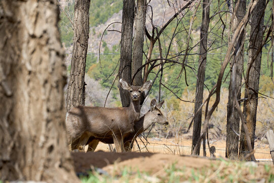 Two Alert lone young Mule deer looking right at the man in the forest in Cloudcroft New Mexico