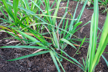 small new sugsrcane seedlings in the field, sugarcane farm