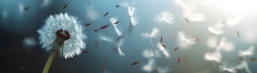 Fotobehang Freeze the moment when dandelion seeds are released into the air, background image, generative AI © Hifzhan Graphics