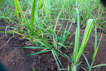 small new sugsrcane seedlings in the field, sugarcane farm