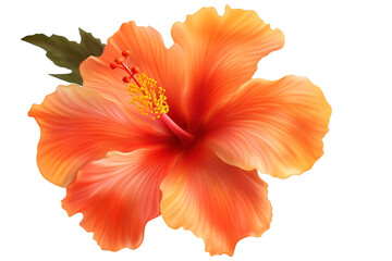orange bright large orange hibiscus flower lying on the table isolated on a Transparent background. Generative AI
