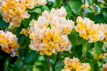 Very decorative Bougainvillea white and orange plant