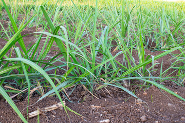 small new sugsrcane seedlings in the field, sugarcane farm