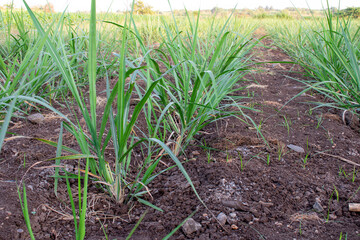 small new sugsrcane seedlings in the field, sugarcane farm
