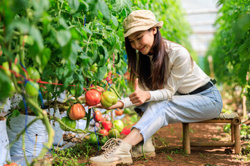 asian female owner tomatos gardening sitting working and checking tomatoes quality in her farm,