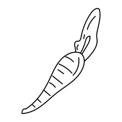 Doodle illustration of carrot, healthy orange vegetable, carotene, black line, isolated on white.