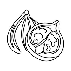 Fig, fruit in doodle style isolated on white background. Food vector illustration, cooking ingredient, black and white coloring book, materials for children, study of the environment.