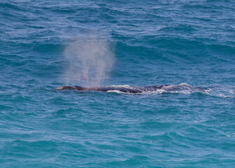 Naklejka premium Adult Southern Right Whale blowing as it swam past the Head of the Bight, South Australia