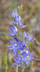 Thelymitra petrophila (Granite Sun Orchid) - beautiful blue sun orchids found growing on Newman Rocks , Nullarbor, Western Australia