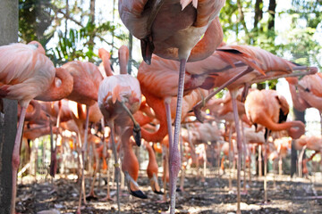 pink flamingo, large flamingo bird, standing flock of flamingos in nature.