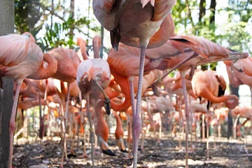 Fotobehang pink flamingo, large flamingo bird, standing flock of flamingos in nature. © Andrei