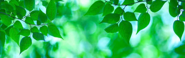 forest leaves banner