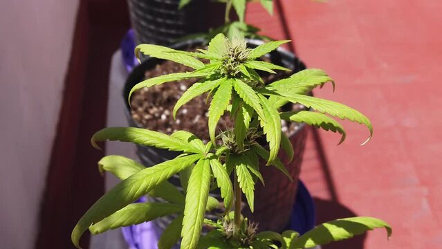 Slow shot autoflowering marijuana plant on an outdoor balcony starting to flower
